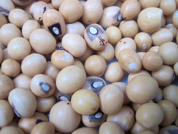 Bambara Groundnut 