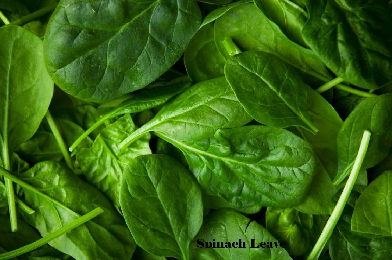 Green spinach leave in Nigeria