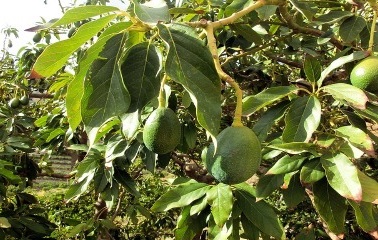 Avocado Leaves 