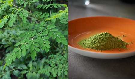 Health Benefits of Moringa Leaves 