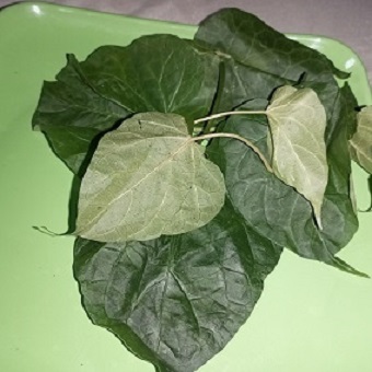 Utazi Leaf
