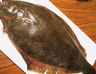 Flounder Fish 