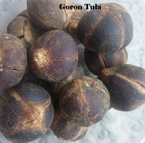Goron Tula Health Benefits 