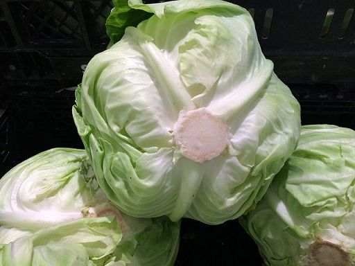 Raw Cabbage