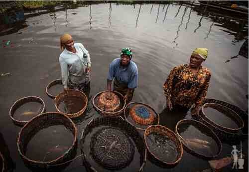 Fish Market in Lagos 