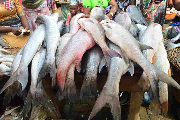 Fish Market in Lagos 