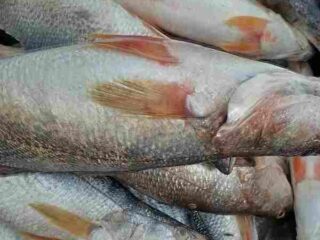 Fish Market in Lagos 