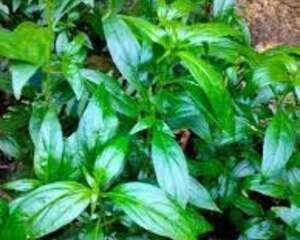 Serpentina Benefits 