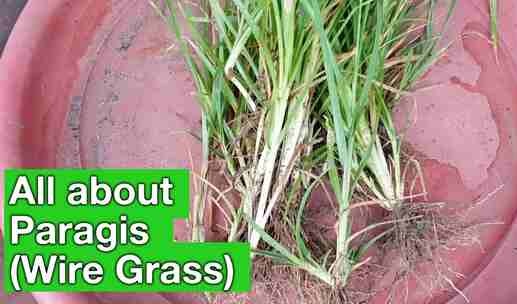 Benefits of Paragis Grass 