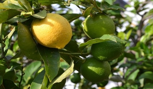 Benefits of Lemon Leaves 