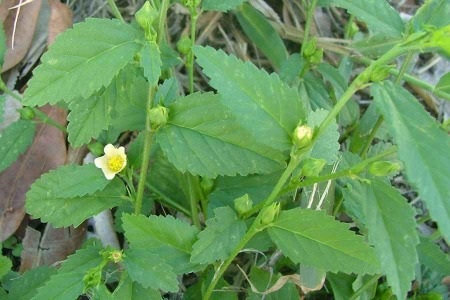 Benefits of Stubborn Grass