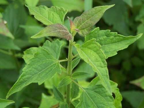 Benefits of Siam Weed