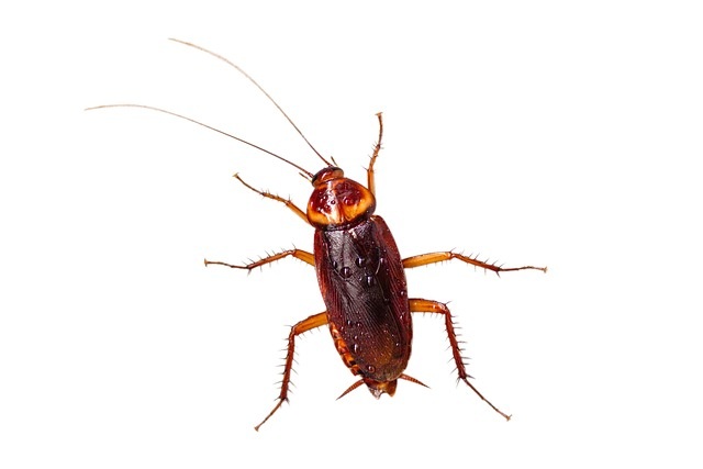 Can cockroaches live in your pee pee
