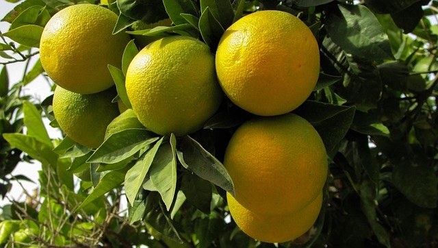 Health Benefits of Orange Leaves