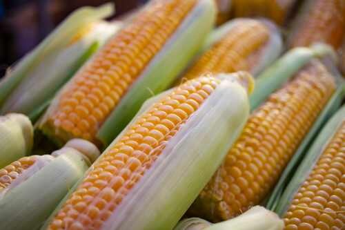 Health Benefits Of Corn