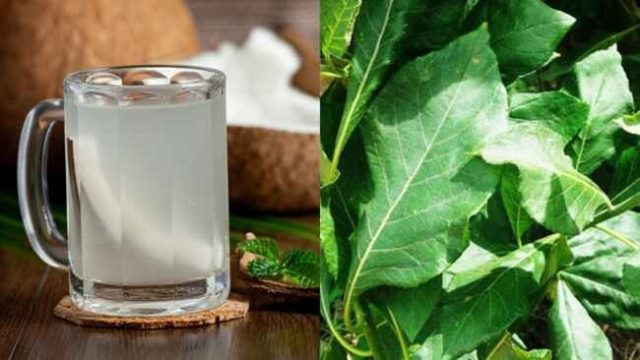 Health Benefits Of Bitter Leaf And Coconut Water