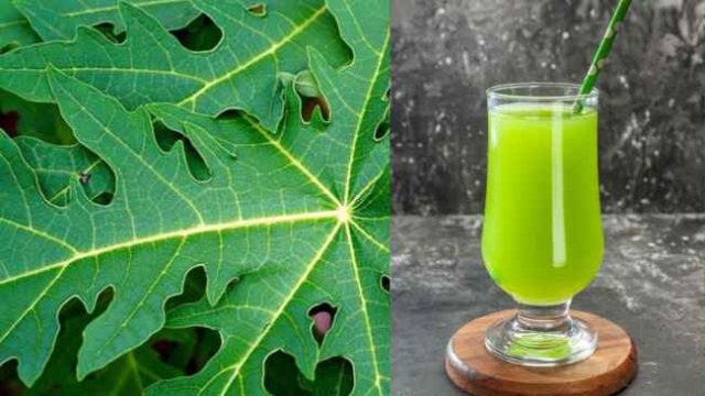 Benefits of Papaya Leaf
