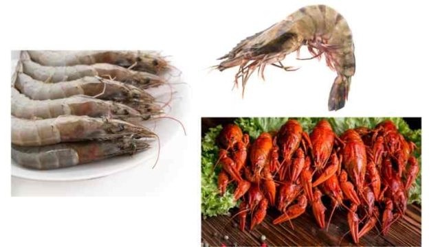 Difference Between Crayfish, Prawn and Shrimp