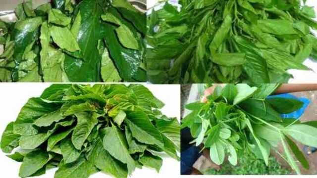 Healthy Nigerian Leafy Vegetables